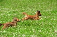 Picture of two Russian Toy Terriers chasing each other in field
