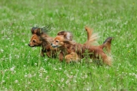Picture of two Russian Toy Terriers running in field together