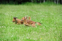Picture of two Russian Toy Terriers running in grass together