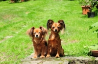 Picture of two Russian Toy Terriers sitting in garden