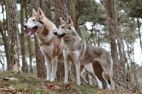 Picture of two Saarloos Wolfhounds