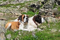Picture of two Saint Bernard in Swiss Alps