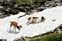 Picture of two Saint Bernards in snow