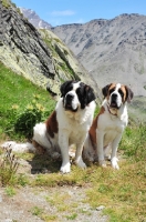 Picture of two Saint Bernards in Swiss Alps (near St, Bernard Pass)