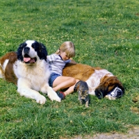 Picture of two saint bernards with a child and kitten