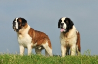 Picture of two Saint Bernards