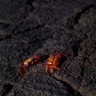 Picture of two sally lightfoot crabs, fernandina island on lava, black rock, galapagos 