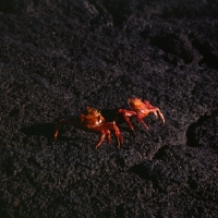 Picture of two sally lightfoot crabs, on black rock, lava, fernandina island, galapagos 