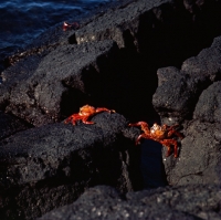 Picture of two sally lightfoot crabs, on lava, fernandina island, galapagos