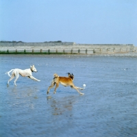 Picture of two saluki dogs chasing each other on beach