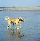 Picture of two saluki dogs walking along  beach