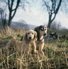 Picture of two saluki puppies