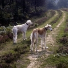 Picture of two saluki standing on a track
