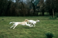 Picture of two salukis from burydown  galloping together