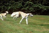 Picture of two salukis galloping showing different stages of action