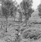 Picture of two salukis in sussex countryside