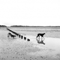 Picture of two salukis on beach, ch burydown elishama, left, burydown knightellington cheheli