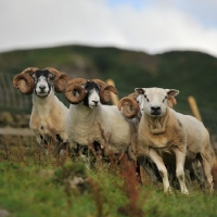 Picture of two scottish blackface and one texel ram