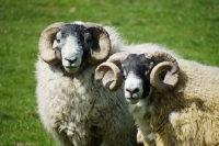 Picture of two Scottish blackface rams