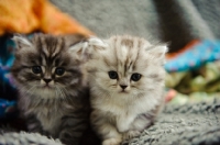 Picture of Two Scottish Fold kittens, both straight eared. 