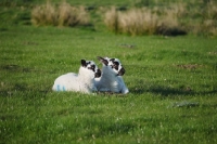 Picture of two Scottish Mule lambs
