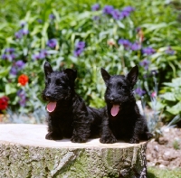 Picture of two scottish terrier puppies sat on a log