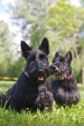 Picture of two Scottish Terriers, different ages