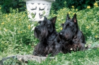 Picture of two Scottish Terriers sitting in garden
