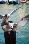 Picture of two sea gulls in Venice