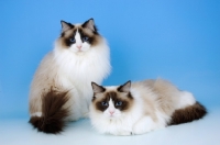 Picture of two seal bi-coloured ragdoll cats 