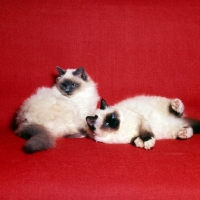 Picture of two seal point birman cats playing