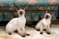 Picture of two seal point Siamese cats near a sofa