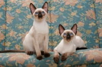 Picture of two seal point Siamese cats on a sofa