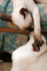 Picture of two seal point Siamese cats playing on a sofa