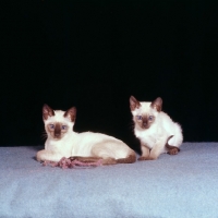 Picture of two seal point siamese kittens