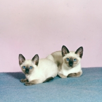 Picture of two seal point siamese kittens