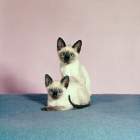 Picture of two seal point siamese kittens