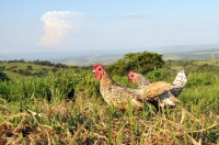 Picture of two Sebright Bantam chickens in field