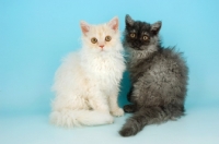 Picture of two selkirk rex kittens
