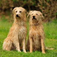 Picture of two shaggy Lurchers
