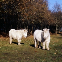 Picture of two shaggy shetland ponies in winter