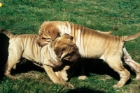 Picture of two shar pei puppies having a tussle