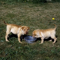 Picture of two shar pei puppies