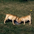 Picture of two shar pei pups eating