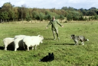 Picture of two sheepdogs working sheep with owner