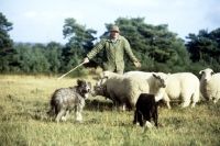Picture of two sheepdogs working sheep with owner,