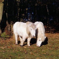 Picture of two shetland ponies in winter