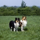 Picture of two shetland sheepdogs in field