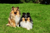 Picture of two Shetland Sheepdogs, one sitting the other lying down