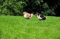 Picture of two Shetland Sheepdogs running in a field